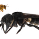 Image for article titled The World's Biggest Bee Just Buzzed Into My Heart